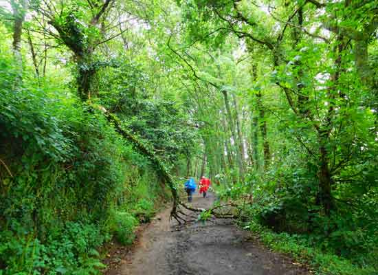 Bosco in Galizia attraversato dal Cammino di Santiago