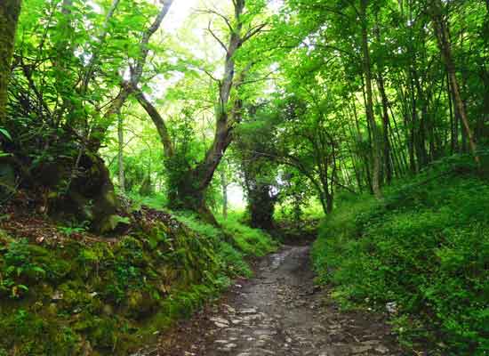 Bosco del Bierzo