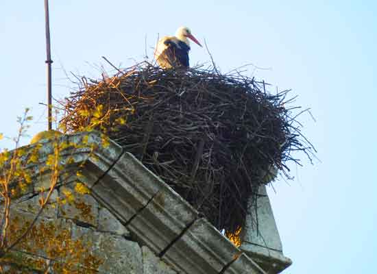 Ages. Nido di cicogne in cima al campanario