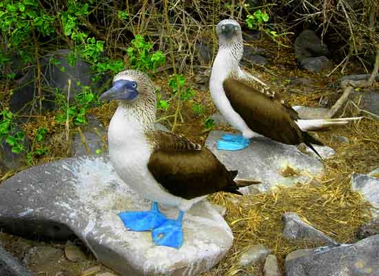 Galapagos