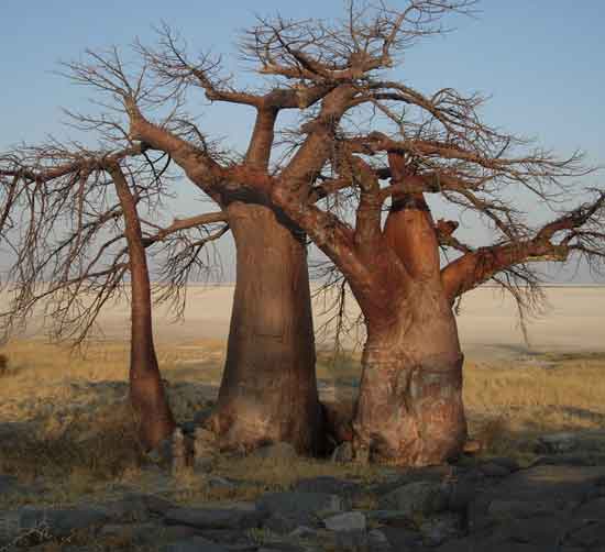 I baobab di Kubu Island