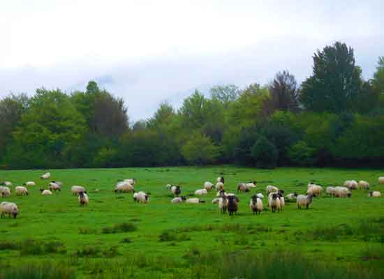 Pascolo tra Roncisvalle e Zubiri