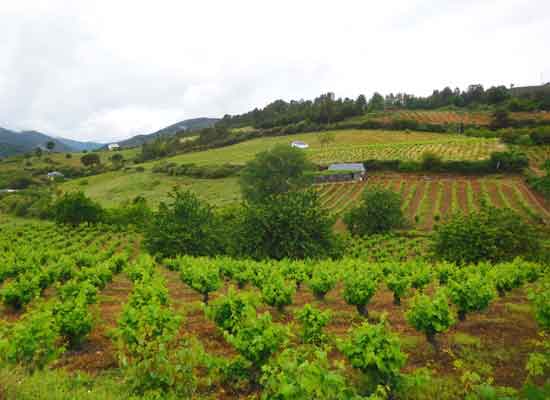 Vigneti tipici del Bierzo